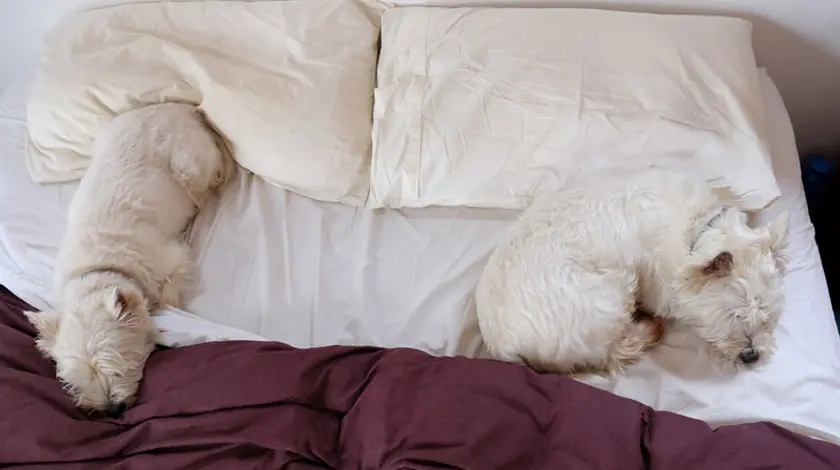 ​Hotel per cani
