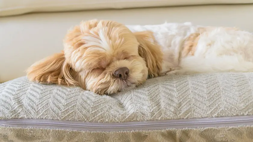 ​Hotel pet friendly